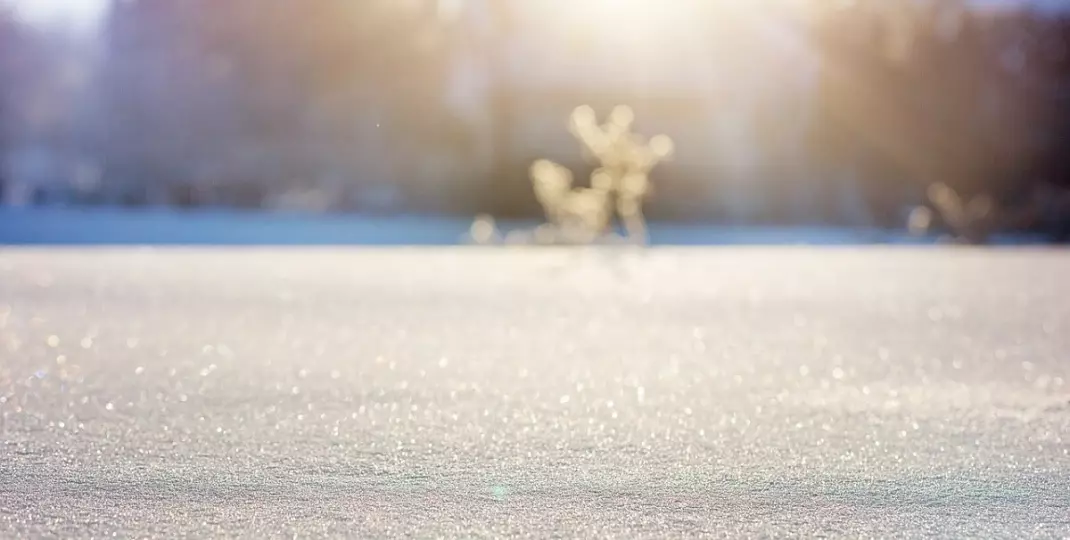 Co siać w styczniu? Wczesny wysiew warzyw i kwiatów ozdobnych